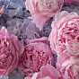 “Bubble gum” Duo Bouquet