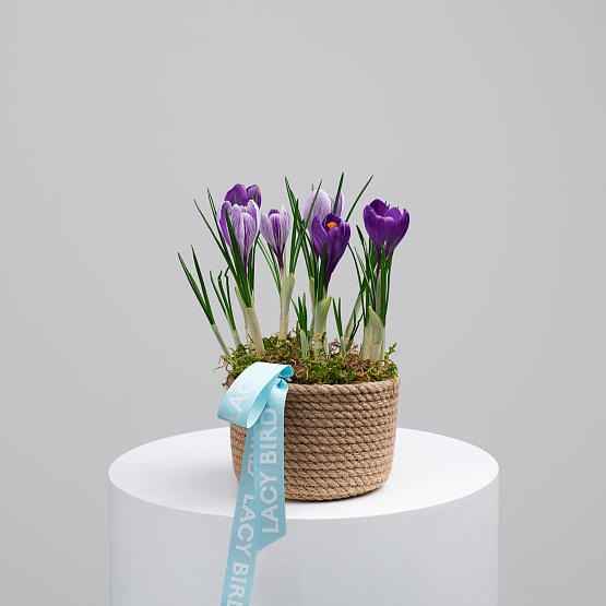 Первоцветы №5