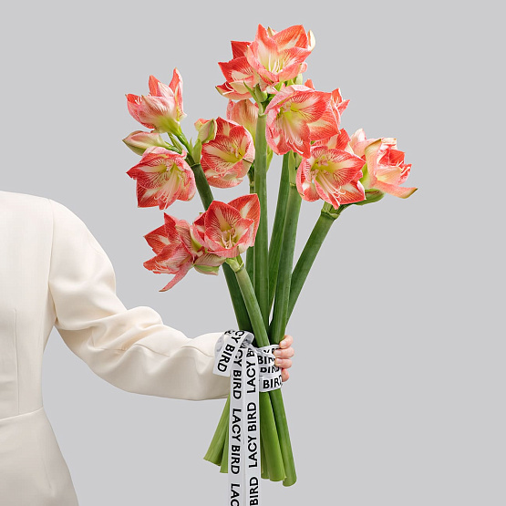 Амариллисы в вазу