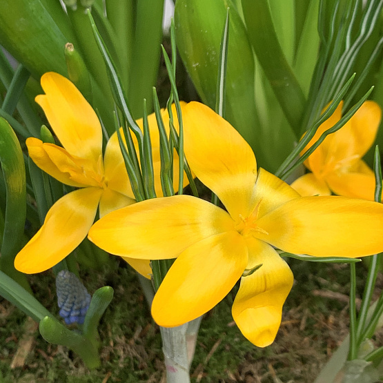 весенняя радость