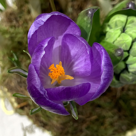 звонкая капель