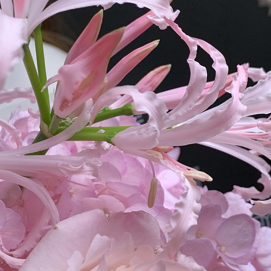 Изящность лепестков 