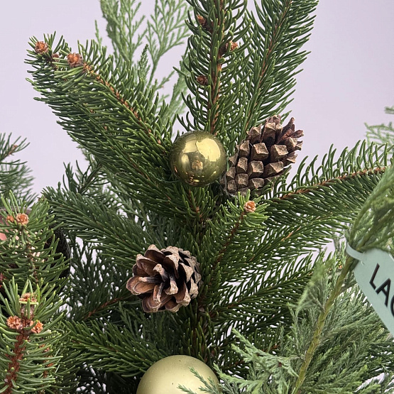 A fragrant fairy tale