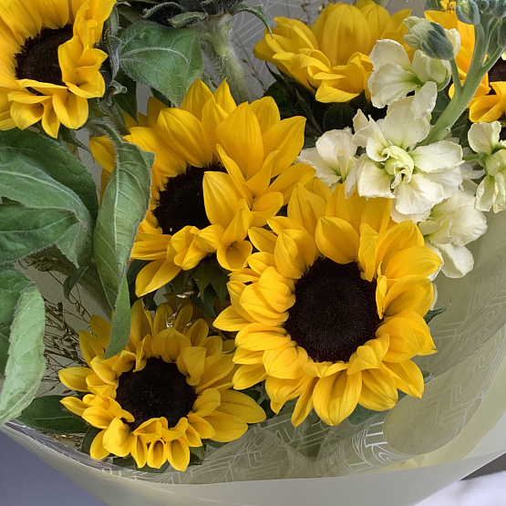 The moment of the sun