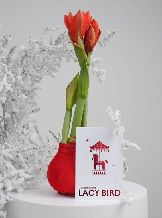 Амариллис в воске (1 шт.)