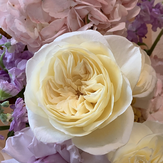 Пряная лаванда 