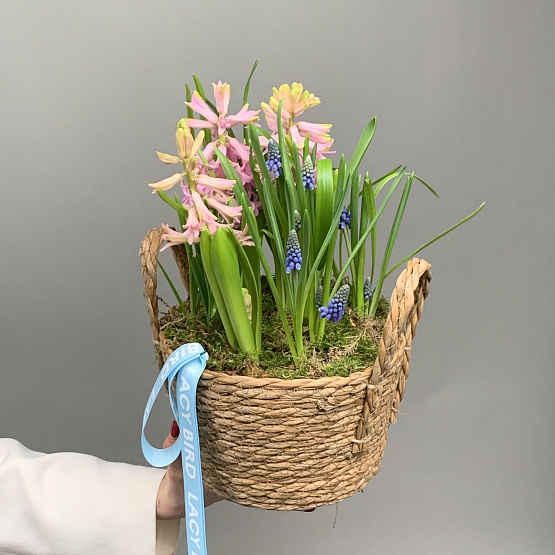 первоцветы в корзине