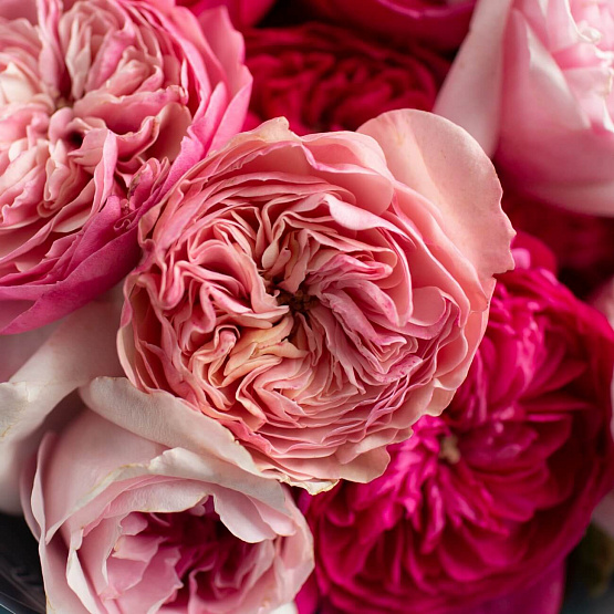Микс пионовидных роз малиново-розовый