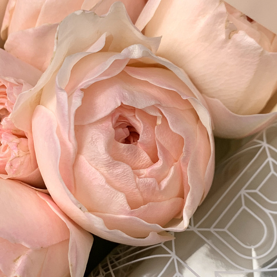 Пионовидные розы «Джульетта» 21 шт 