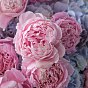 “Bubble gum” Duo Bouquet