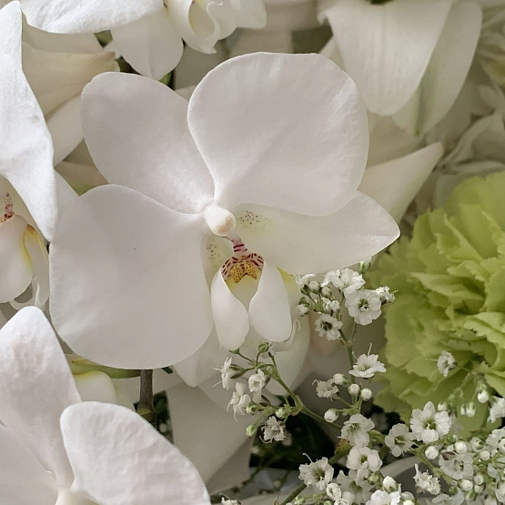 Цветок Мидзуки