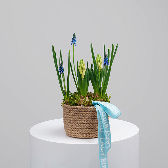 Первоцветы №3