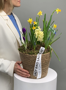 Кашпо с первоцветами М