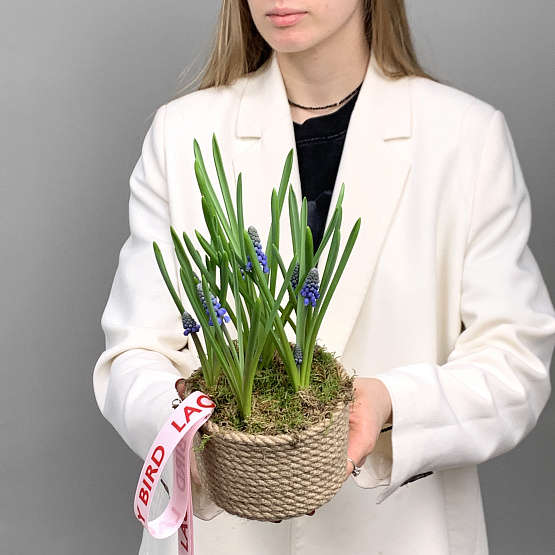 мускари в корзине