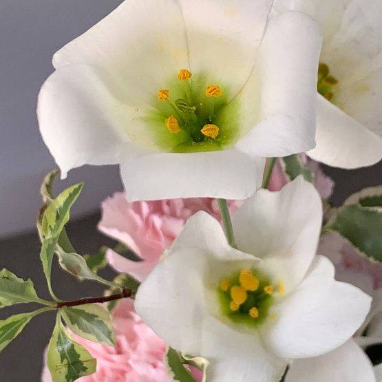 Blooming dreams
