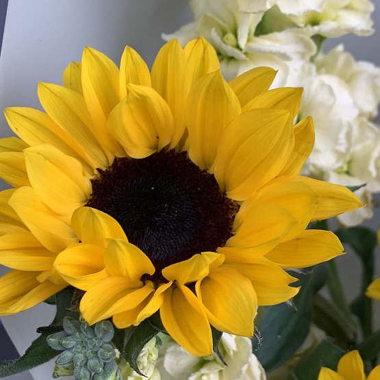 The moment of the sun