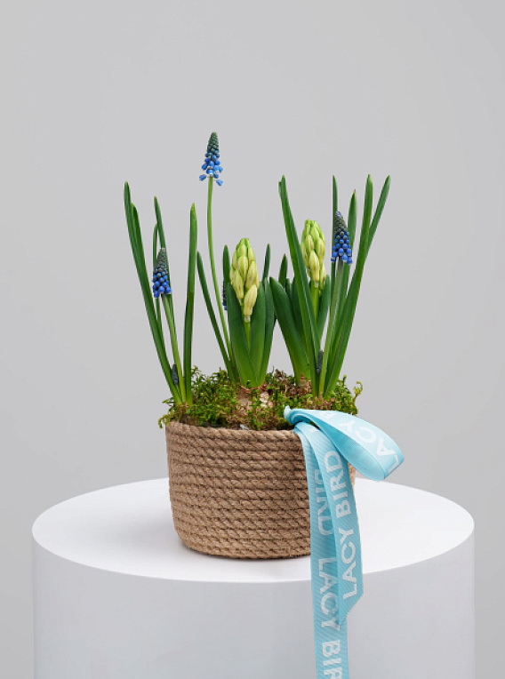 Первоцветы №3