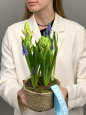 весенние эфемероиы