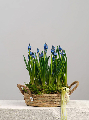 Первоцветы в корзине № 4