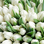 White tulip