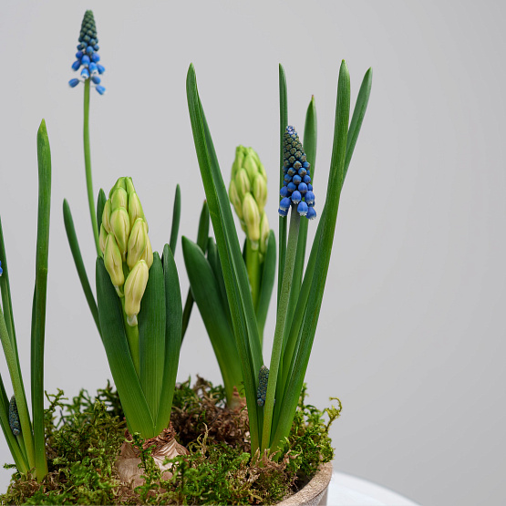 Первоцветы №3