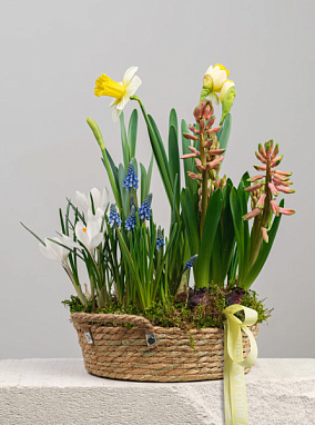 Первоцветы в корзине № 2