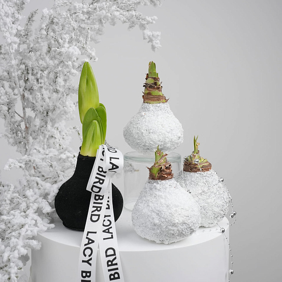 Амариллис в воске