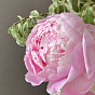 Peony Garden