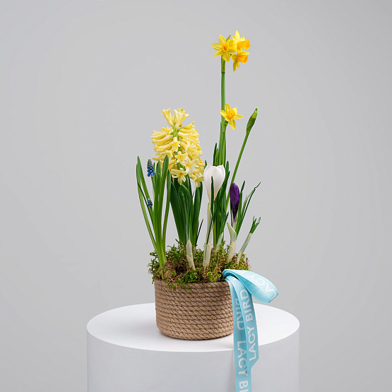 Первоцветы №4