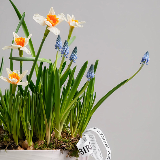 Первоцветы в кашпо