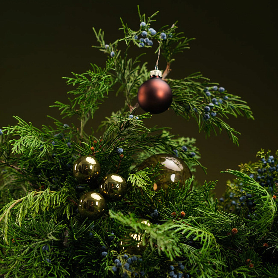 Сет №4 «Тайны леса»