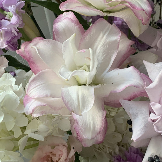 Лунное сияние 