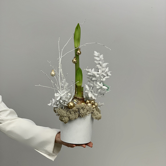 Луковка в снегу 