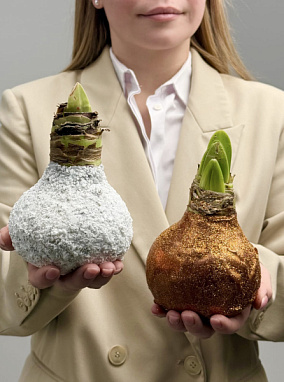 Амариллис в воске