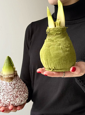 Амариллис в воске