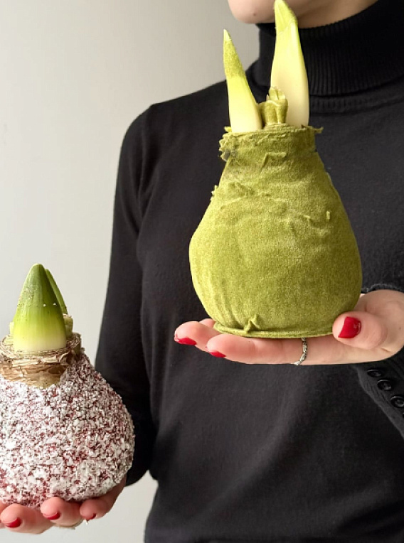 Амариллис в воске