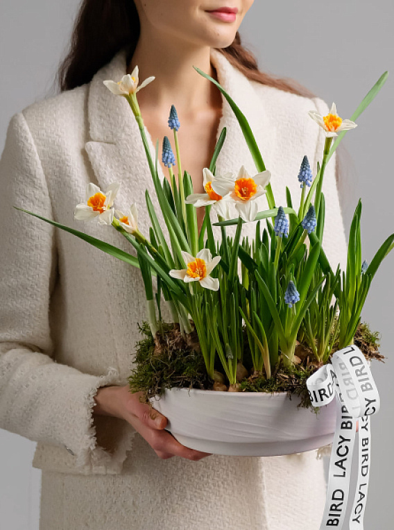 Первоцветы в кашпо