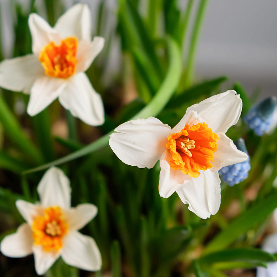 Первоцветы в кашпо