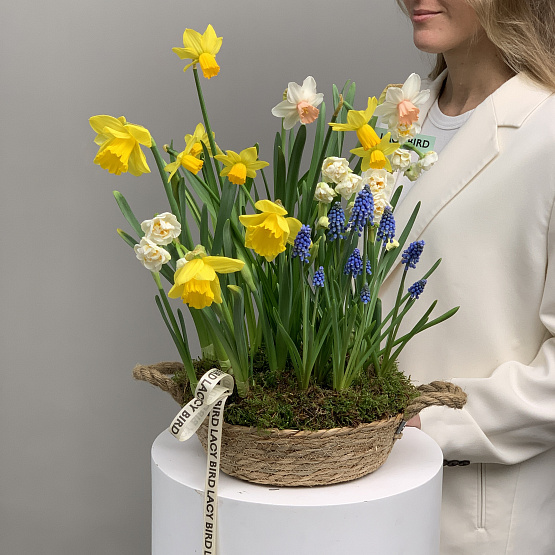 Нежные бутоны 