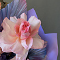 Coral Radiance