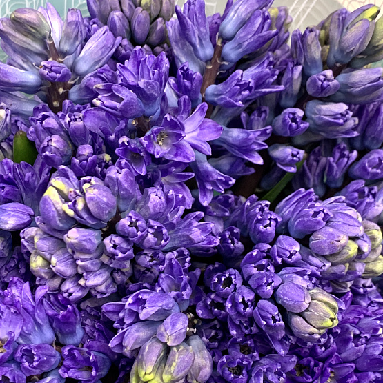 синие гиацинты