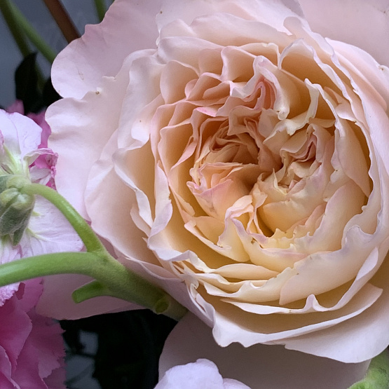 Изящность лепестков 