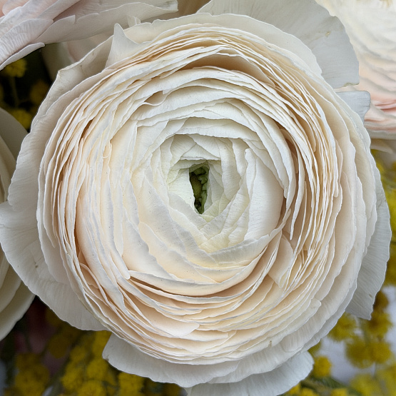 Солнечный дуэт 