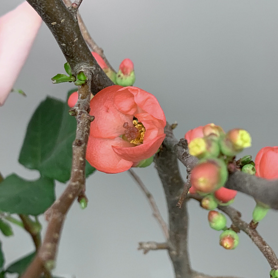 Исповедь О'хары