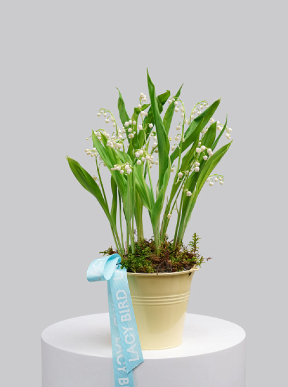 Первоцветы №2