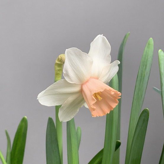 Нежные бутоны 