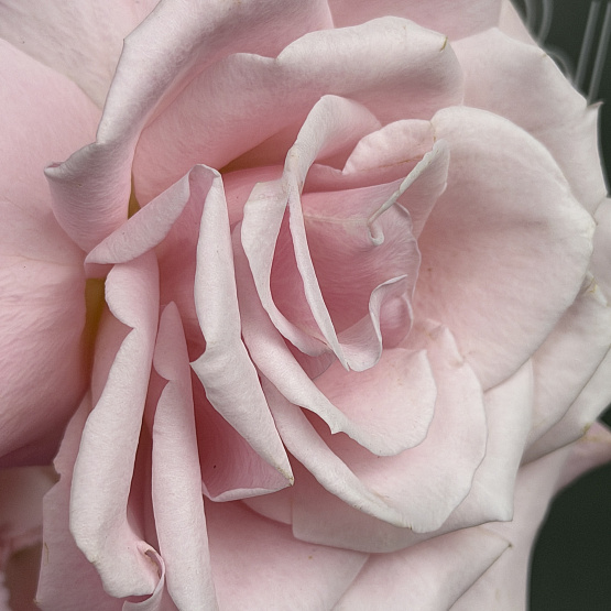 Любимые краски