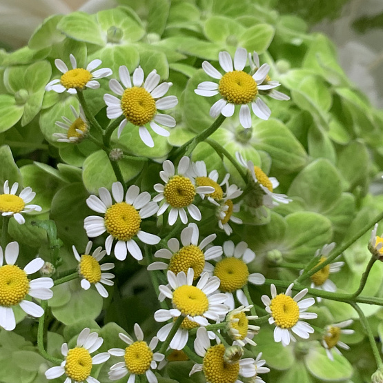 Воспоминания о лете 