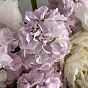 The tenderness of the morning