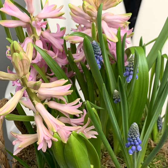 первоцветы в корзине